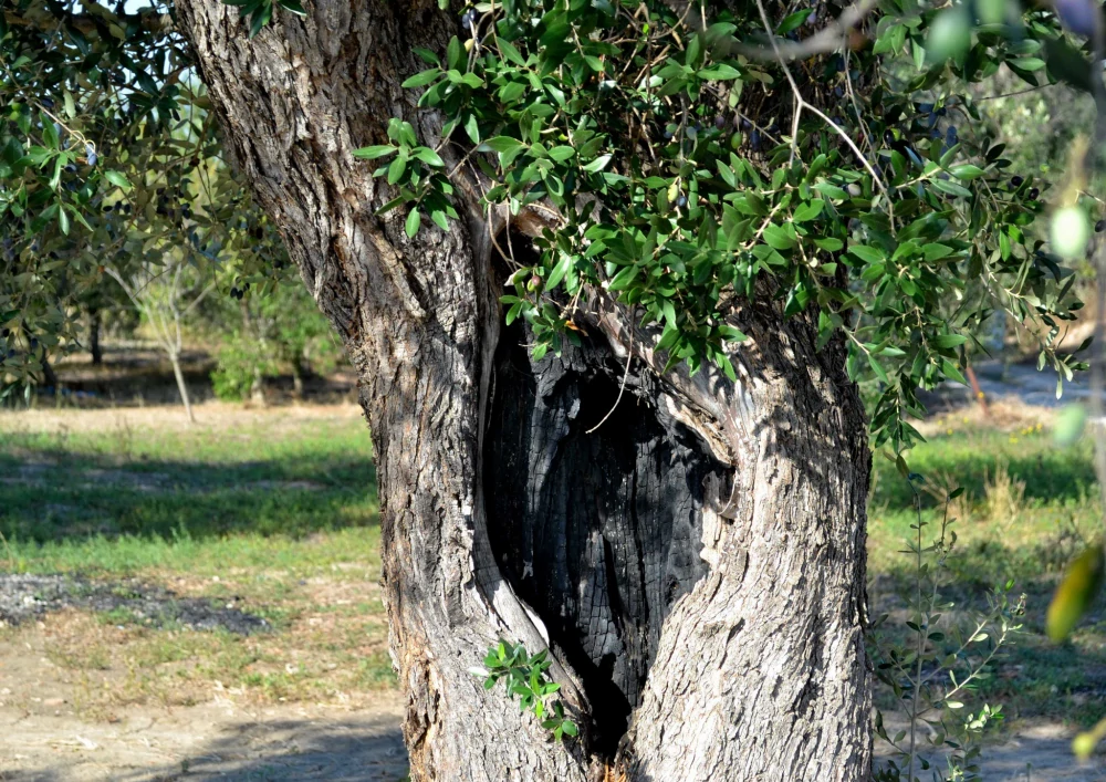 Primitivo Salento I.G.P. Paololeo