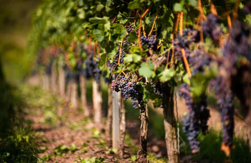 Rioja D.O.Ca. Federico Paternina Gran Reserva