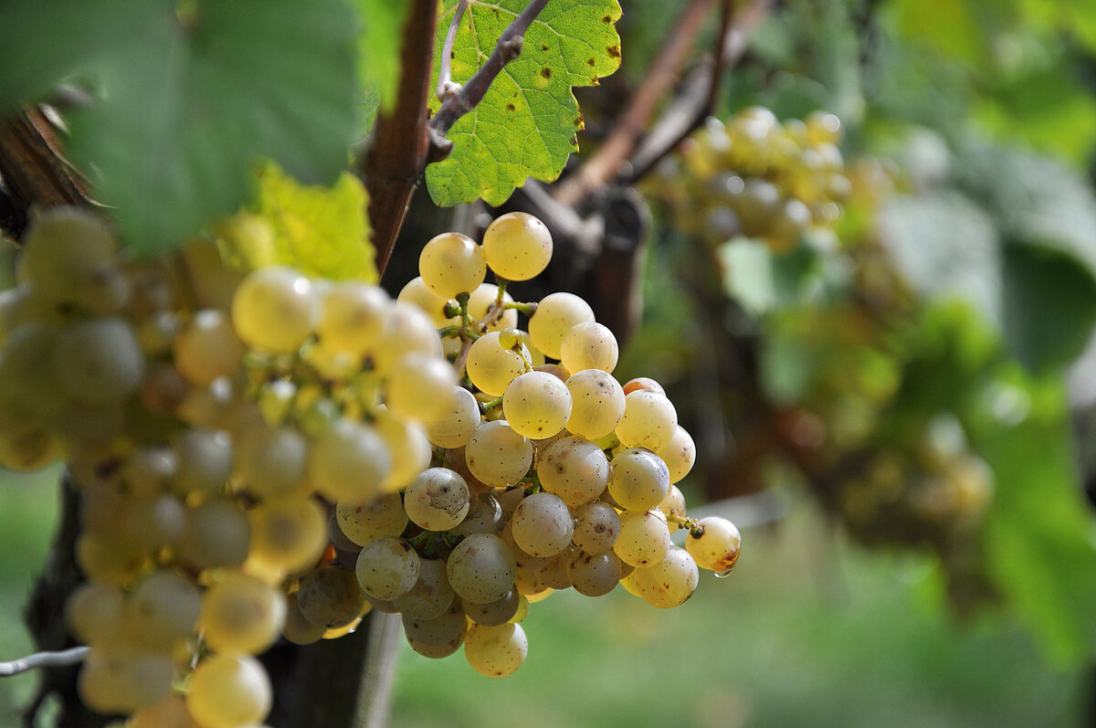 Pfalz Die Weinmacher Blue Fish Riesling Organic Dry