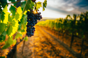 Haut Médoc A.O.P. Château Le Sayuquier