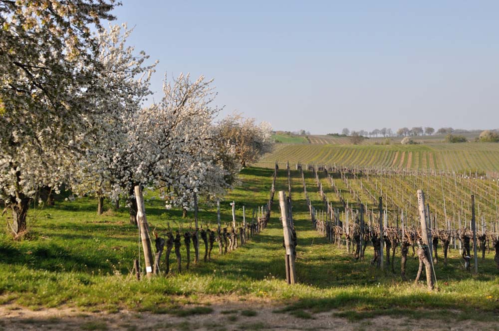 Pfalz Rudi Rüttger Riesling Kabinett Trocken Neuleininger Schlossberg 1L