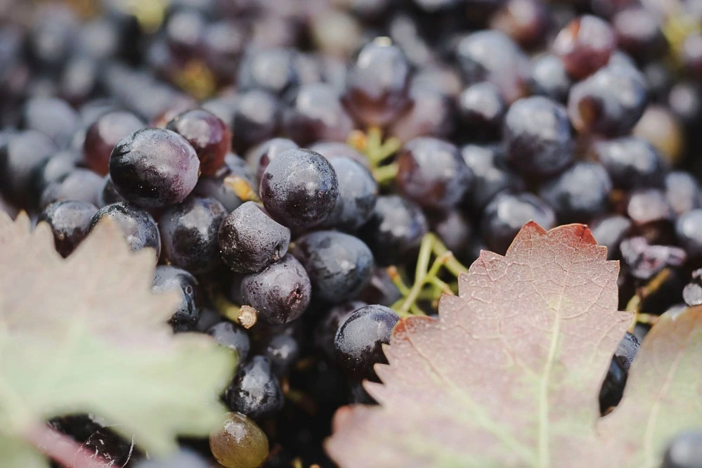 Primitivo di Manduria D.O.P. Paololeo