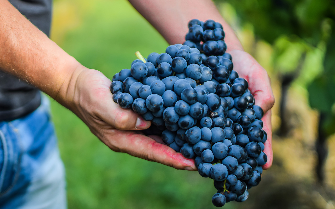 Cabernet Sauvignon kvalitetni PP Orahovica