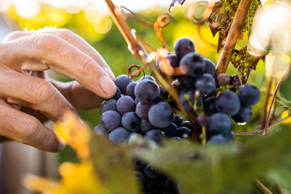 Primitivo Puglia I.G.P. Integro ORGANIC