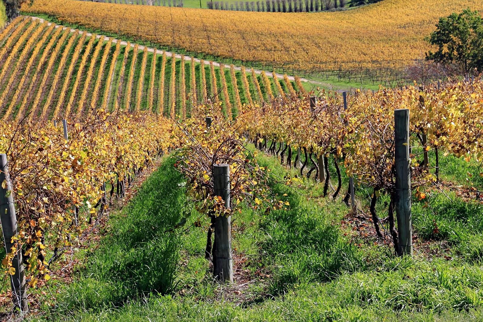 Mosel Riesling Schloss Koblenz Spätlese Trocken Trittenheimer Alt.