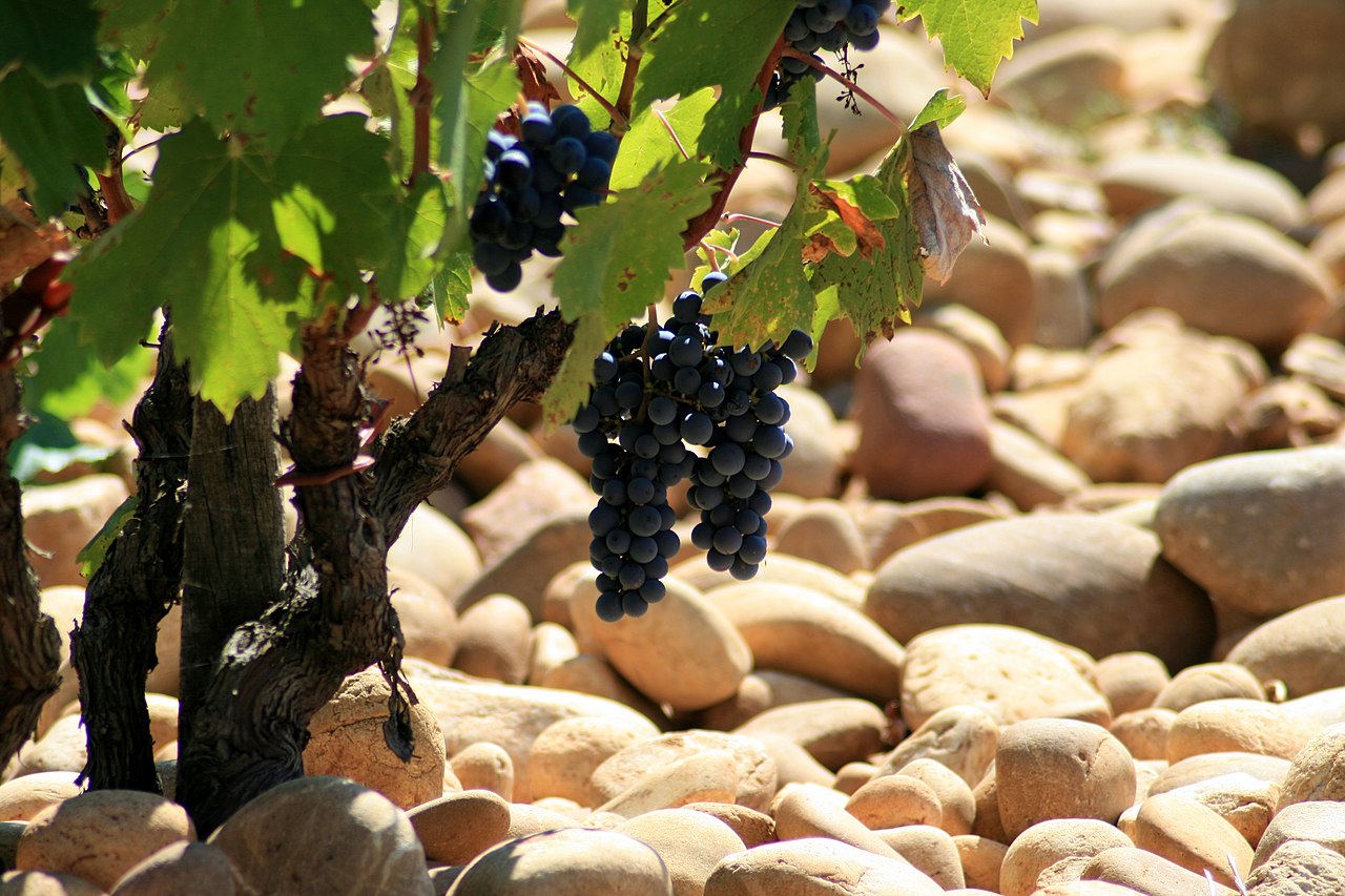 Côtes du Rhône Villages Rasteau A.O.C. Rouge Domaine de Saint-Alimans