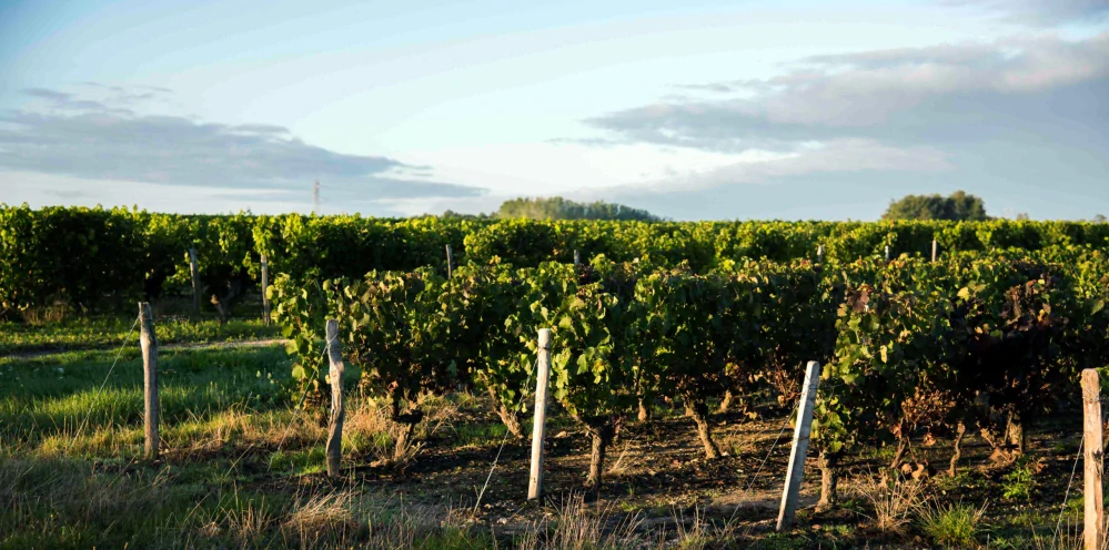 Anjou Blanc A.O.P. Collection Bougrier Grands Vins De Loire