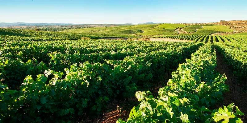 Lazo Varietal Sauvignon Blanc