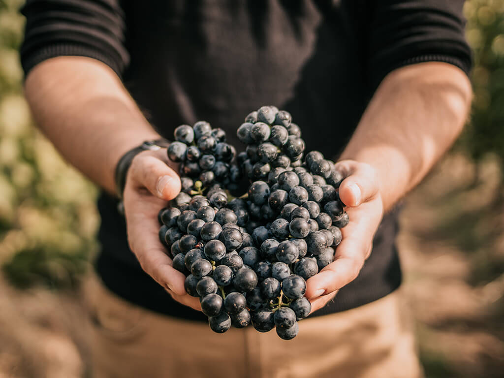 Kékfrankos Dunántúli Dry Red