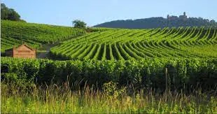 Bordeaux A.O.C. Les Sens de Leda