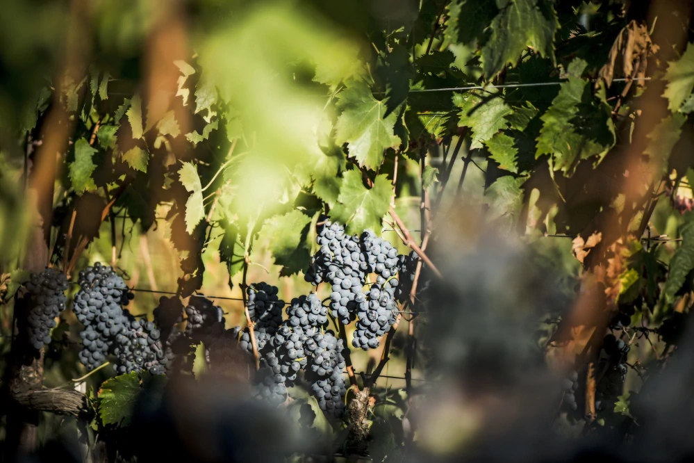 Primitivo Puglia I.G.P. Carlomagno Appassimento