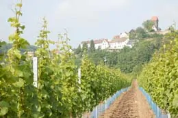 Pfalz Rudi Rüttger Riesling Spätlese Trocken Neuleininger Feuermännchen