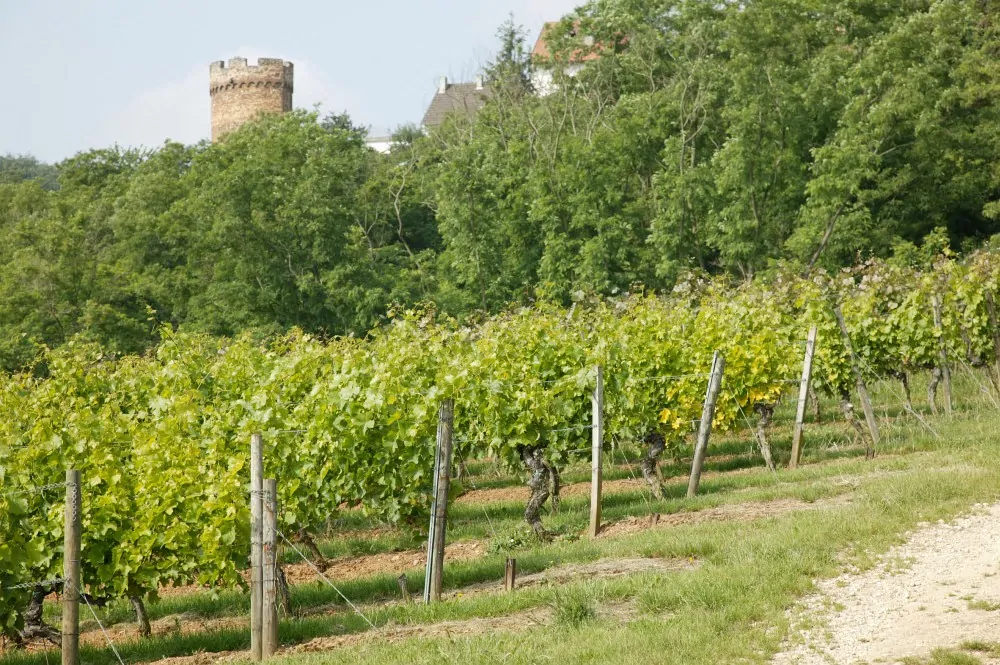 Pfalz Rudi Rüttger Sauvignon Blanc Trocken Neuleininger Sonnenberg
