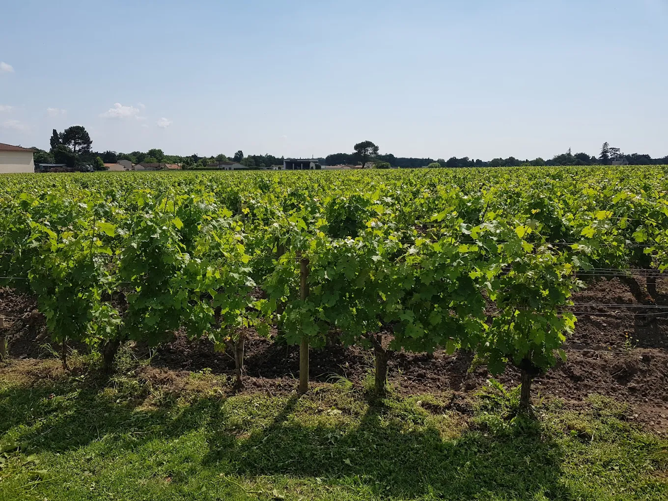 Médoc A. O. P. Chateau Peyrere