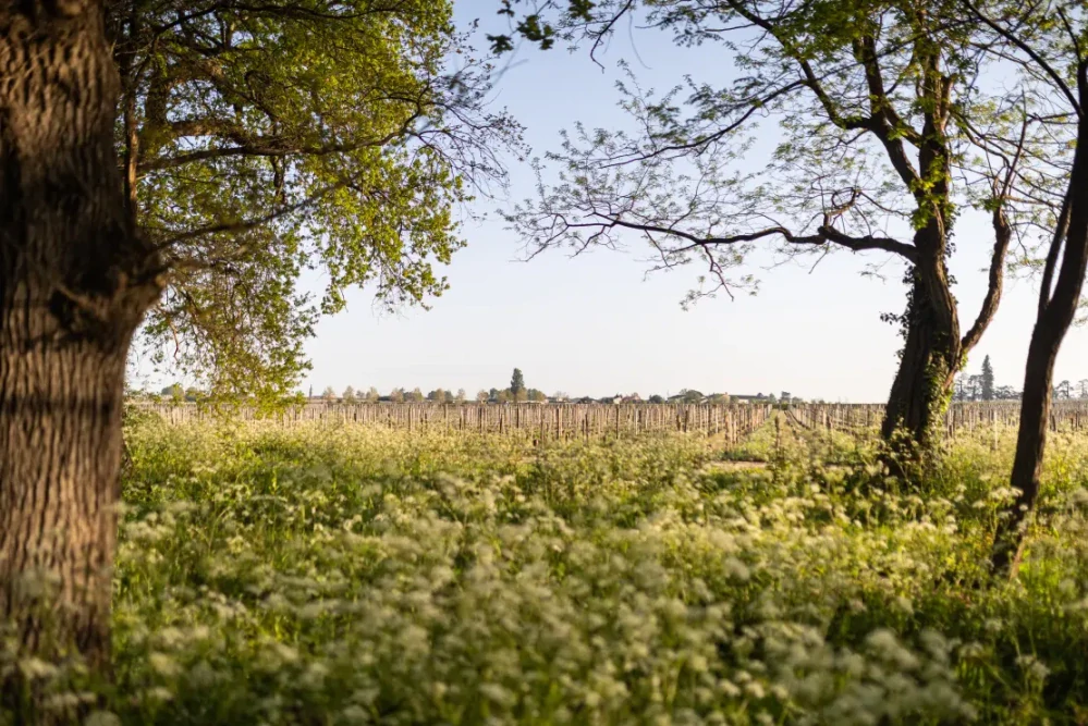 Côtes du Rhône A.O.C. Rouge Les Combelles