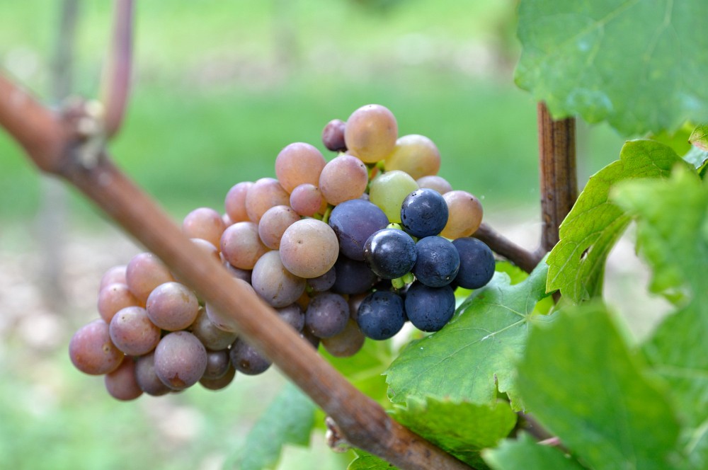 Pfalz Rudi Rüttger Riesling Kabinett Trocken Neuleininger Schlossberg 1L