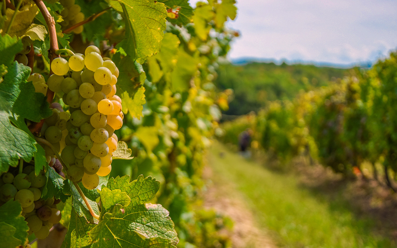 Graševina vrhunska PP Orahovica