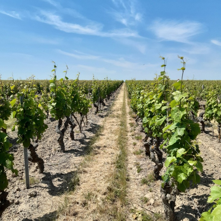 Mosel Riesling Halbtrocken Schloss Koblenz - polosuché