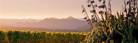 Dusky Sounds Sauvignon Blanc Marlborough