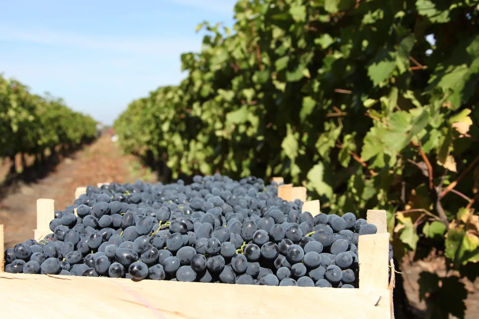 Nicole Merlot Suvorov Vin