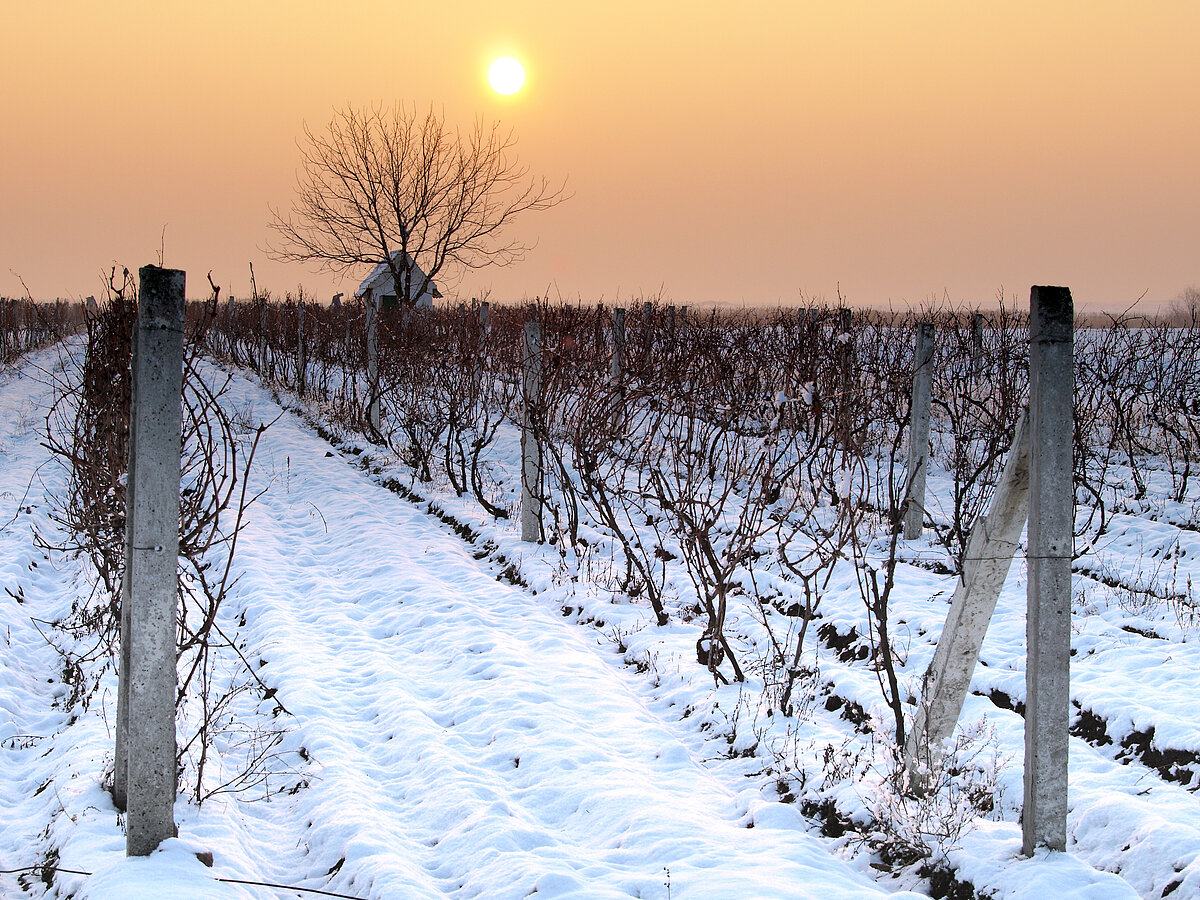 Pfalz Weintor Pinot Noir Dry