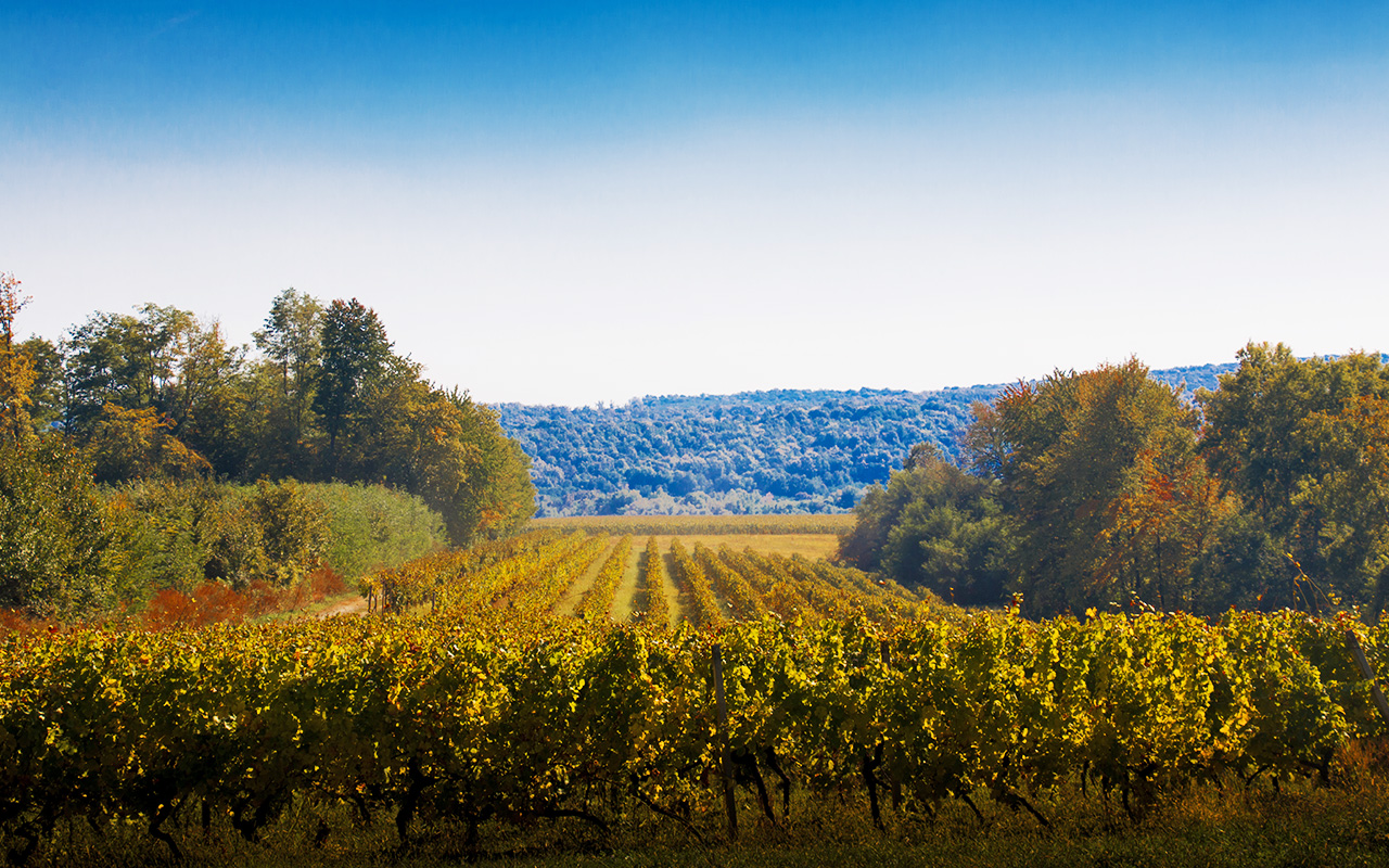 Graševina vrhunska PP Orahovica