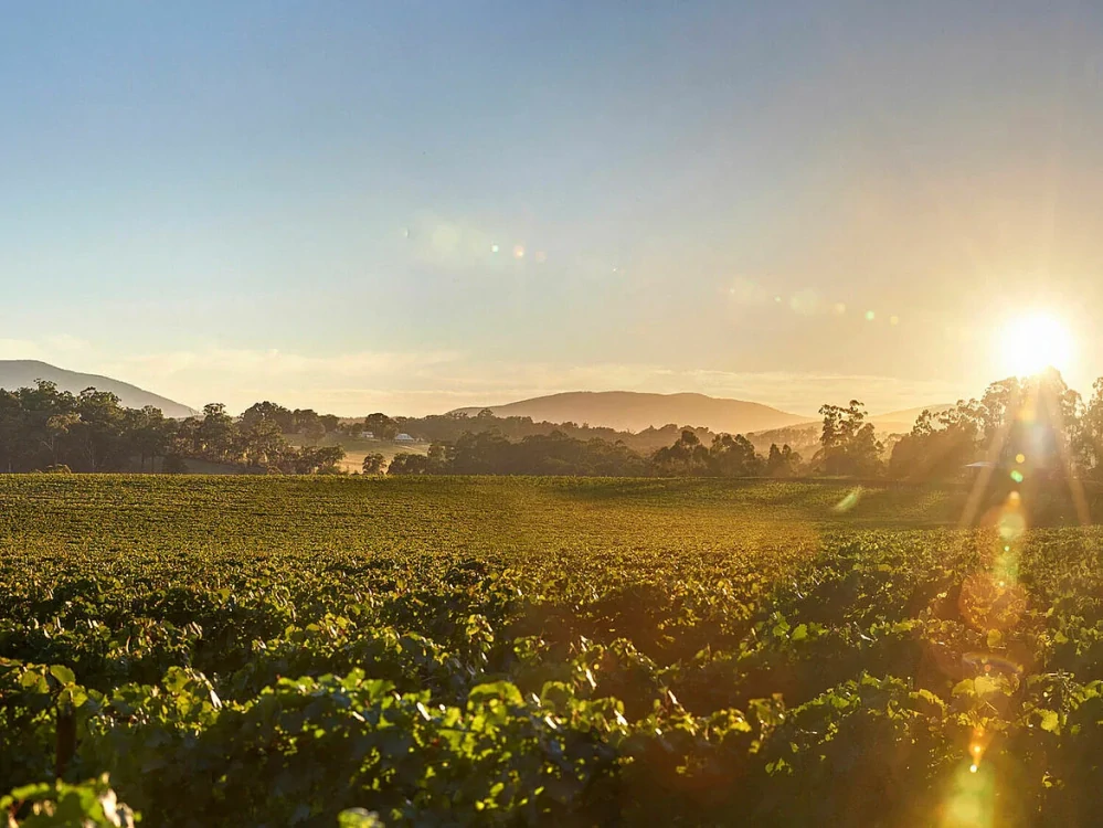 De Bortoli Deen VAT 5 Botrytis Semillon Riverina 0,375l