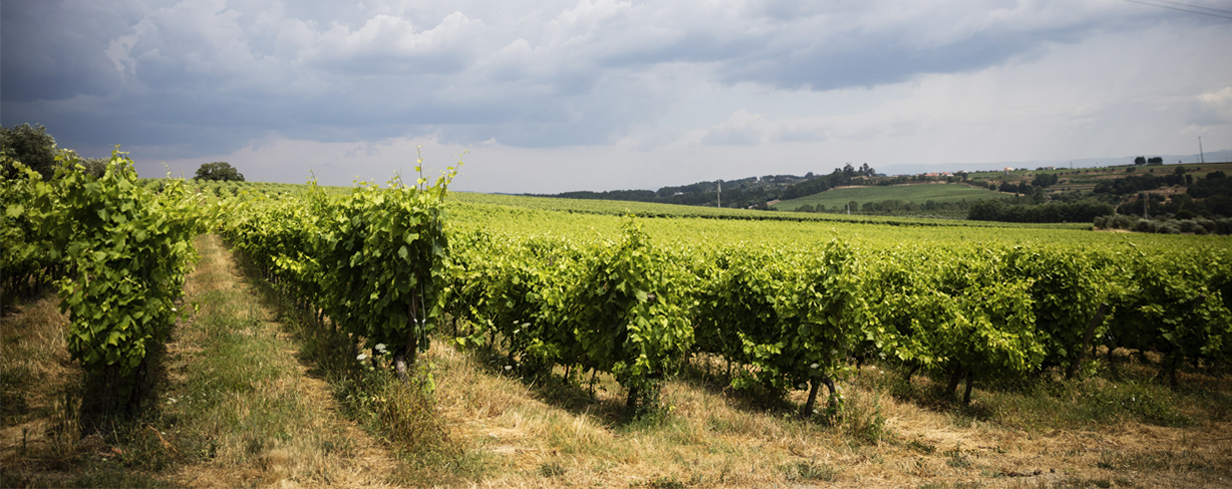 Dão DOC Quinta de Cabriz Tinto Reserva