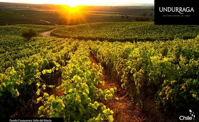 Viña Undurraga Sibaris Gran Reserva Cabernet Sauvignon 