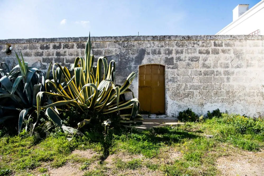 Negroamaro Salento I.G.T. Masserie Tre Torri Cantore di Castelforte