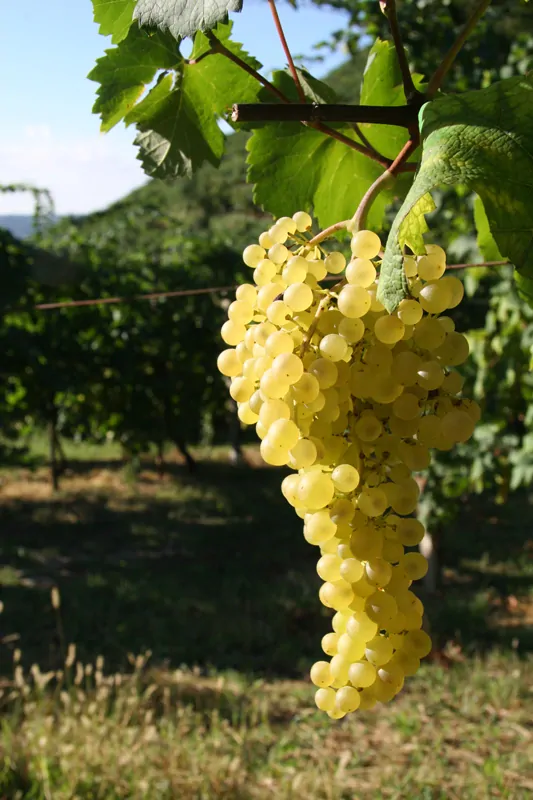 Asolo Prosecco Superiore D.O.C.G. Extra Brut Millesimato Bianchin