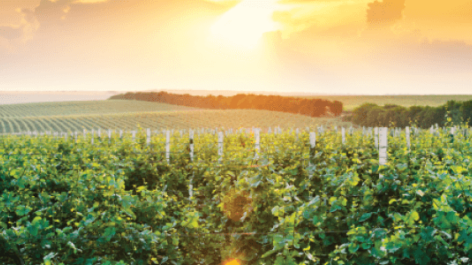 Viorica Merlot Suvorov vin